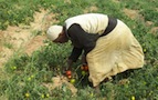 farmer